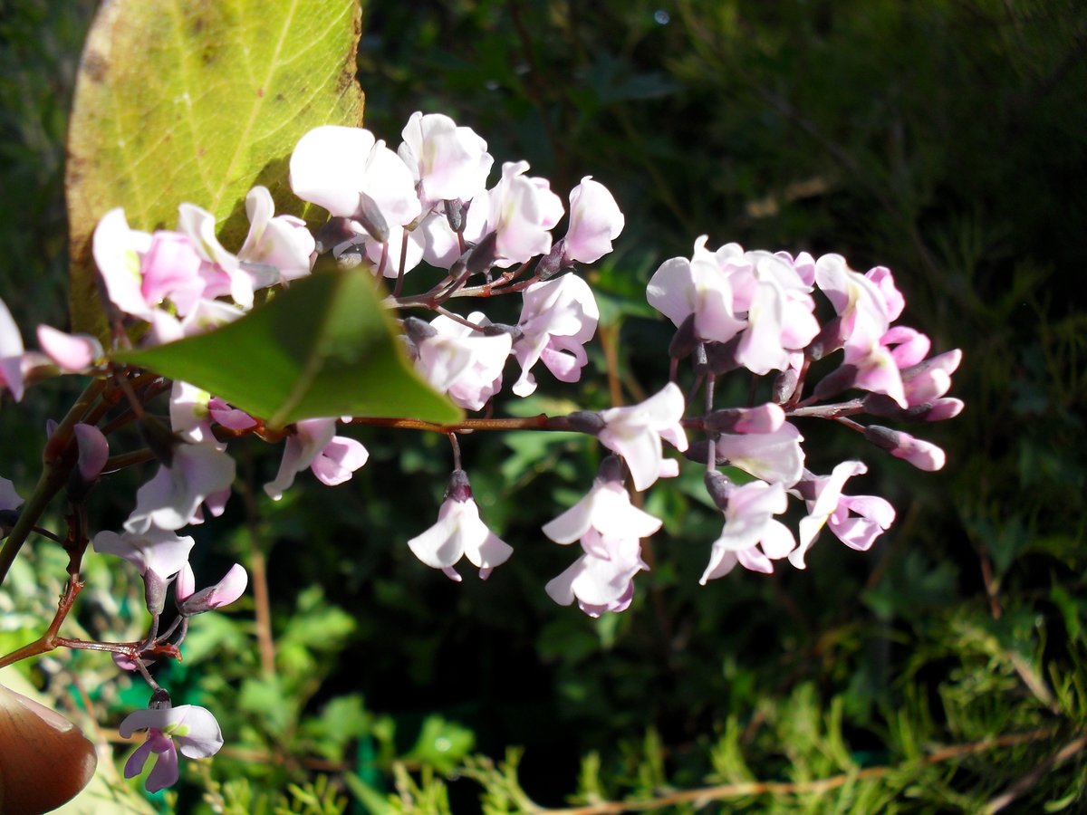 Hardenbergia violacea Rosea